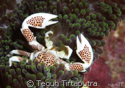 Porcelain crab on sea anemone, taken at about 15 meters d... by Teguh Tirtaputra 